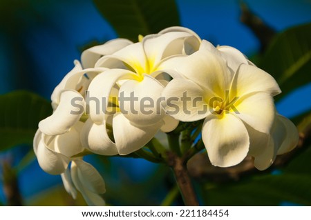 Blossoming white plumeria (frangipani) flowers, the traditional Hawaiian lei flower, Kauai, Hawaii, USA