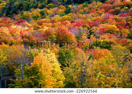 Field of colorful tree fall foliage landscape, Stowe, Vermont, USA