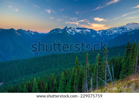 Looking across a valley forest of pine trees and snow covered mountains in the distance during late afternoon in Mt. Rainier National Park, Washington, USA.
