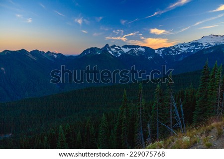 Looking across a valley forest of pine trees and snow covered mountains in the distance during late afternoon in Mt. Rainier National Park, Washington, USA.