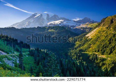 Overlooking a valley forest of pine trees with snow covered Mt. Rainier in the distance during late afternoon on a blue sky day, Mt. Rainier National Park, Washington, USA.