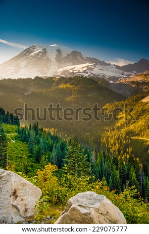 Overlooking a valley forest of pine trees with snow covered Mt. Rainier in the distance during late afternoon on a blue sky day, Mt. Rainier National Park, Washington, USA.