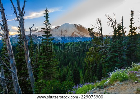 Looking across a valley forest of pine trees with snow covered Mt. Rainier in the distance during late afternoon, Mt. Rainier National Park, Washington, USA.
