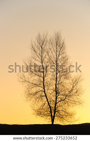 Silhouette of a single barren tree at sunset, Stowe, VT, USA.