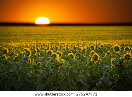 Digital composite of a sunrise over a field of golden yellow sunflowers.