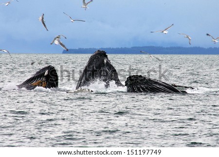 humpback whales feeding hering