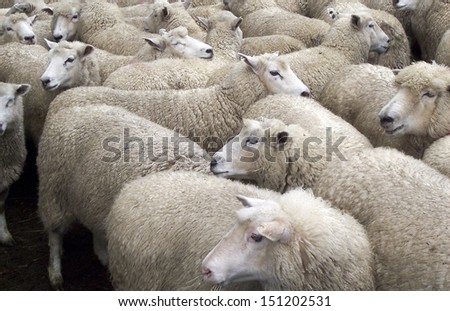 sleep well, sheeps in New Zealand