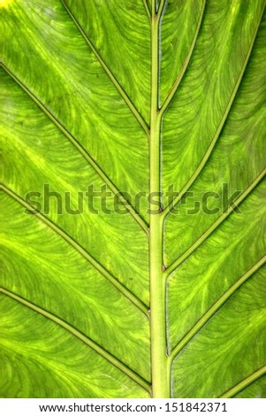 leaf structures