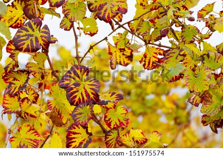 Red-yellow wine leaves