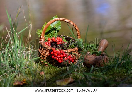Romantic picnic in the woods
