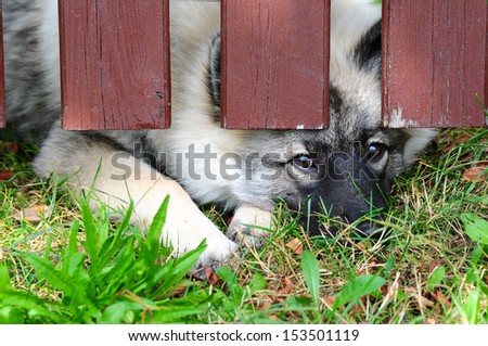 Dog fence eigesperrt