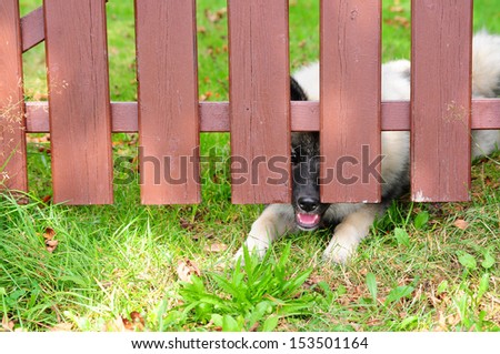 Dog fence eigesperrt