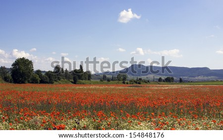 Poppy field, Neunkirch CH