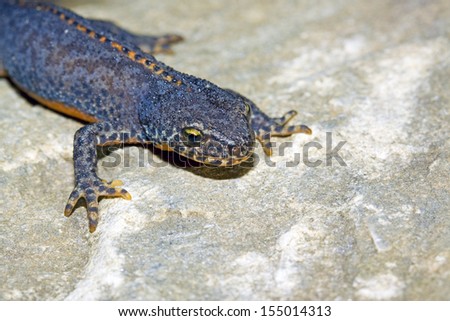 Alpine newt, male