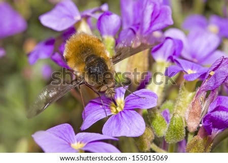 large bee fly