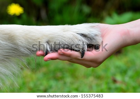 Hand Paw Friendship