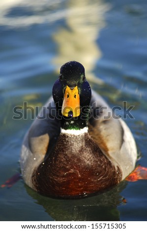 Drake, Mallard Duck