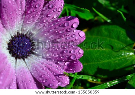 Flower with water drops rain
