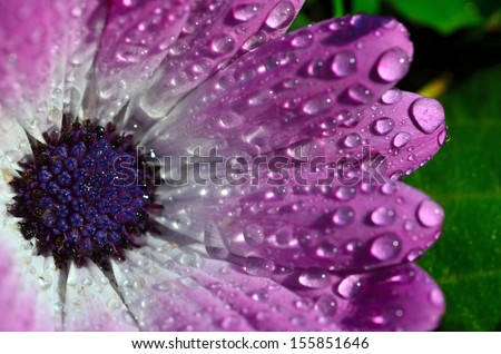 Flower with water drops rain