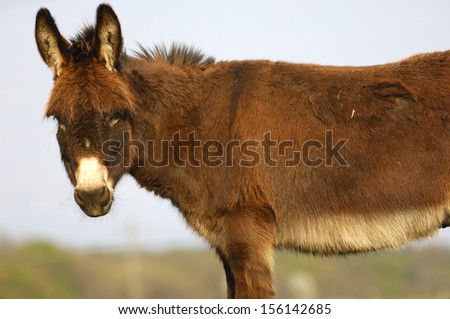Prick-eared donkey