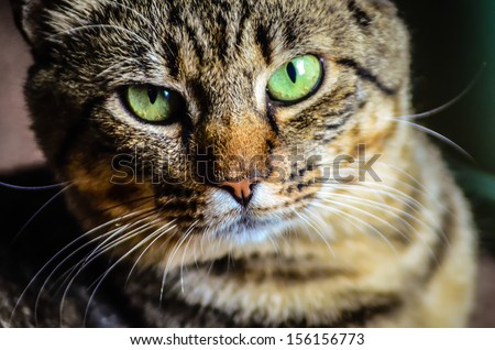 Portrait of green-eyed cat