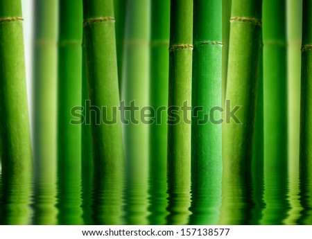 Bamboo Forest with Water reflection