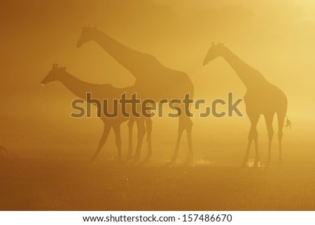 Giraffe trio drinkind at sunrise