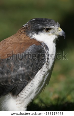 buteo polyosoma, red-backed hawk, Variable Hawk