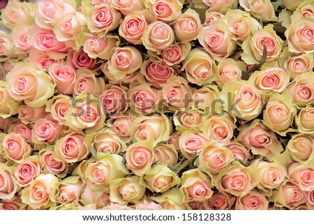 Big bunch of cut light pink roses