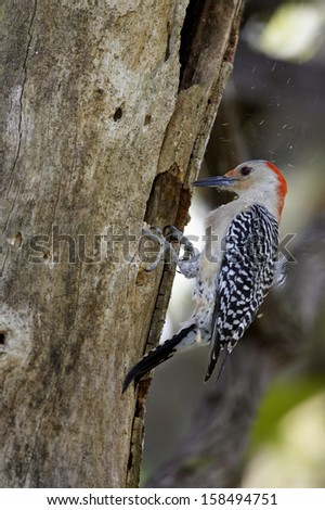 Melanerpes carolinus, Red-bellied Woodpecker