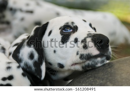 Dalmatian puppy, seven weeks old, portrait