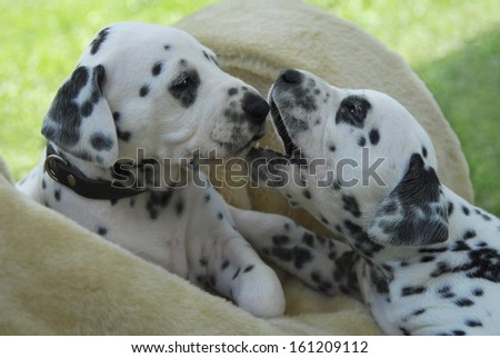 Two Dalmatian puppies, four weeks old side by side