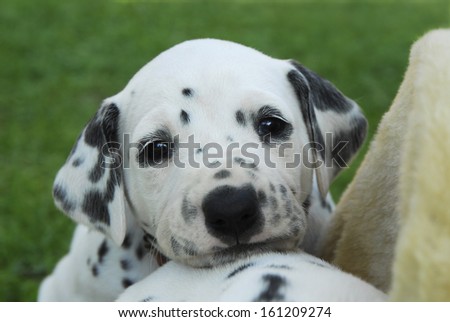 Dalmatian puppy, four weeks old, portrait