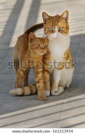 Kitten and mother cat side by side,Cyclades,Greece
