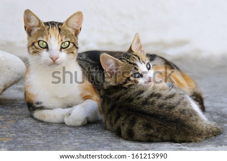 Kitten and mother cat side by side,Cyclades,Greece