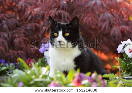 Bicolor cat, black white, in a flowering garden