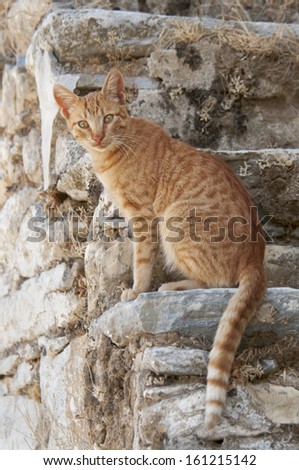 Cat, red tabby, on ancient stone steps, Cyclades