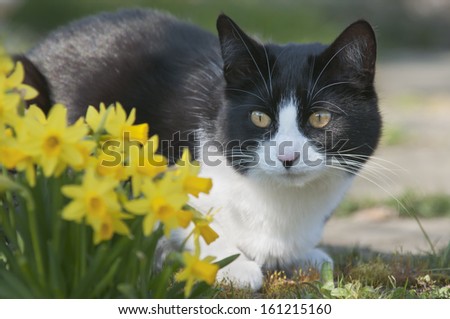 Cat, black white, in a garden among spring flowers