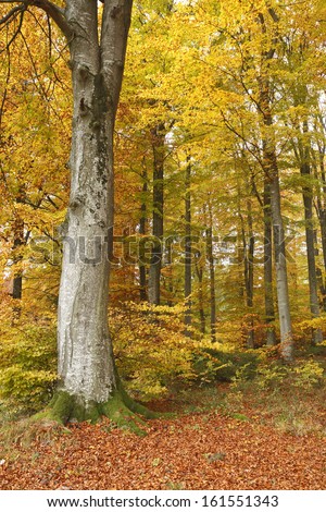 forest floor, beech forest, baden wuerttemberg, baden-wuerttemberg, germany