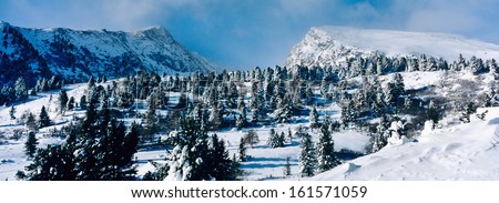 zirbe, swiss pine, pinus cembra, snow, wintry landscape, carinthia, austria