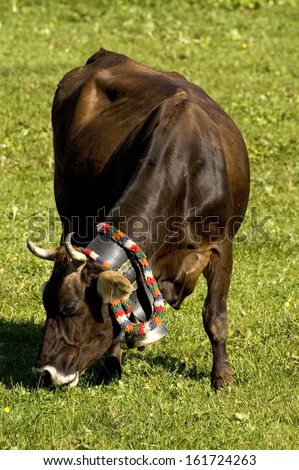 Domestic Cattle, (Bos taurus), Allgau, Bavaria, Germany