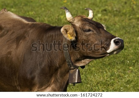 Domestic Cattle, (Bos taurus), Allgau, Bavaria, Germany