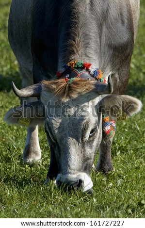 Bos taurus, Domestic Cattle, Allgau, Bavaria, Germany
