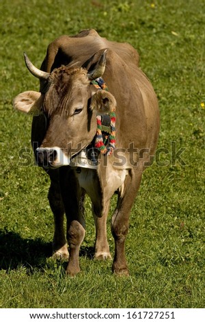 Bos taurus, Domestic Cattle, Allgau, Bavaria, Germany