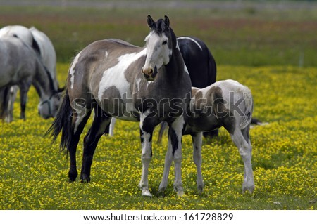 American Paint Horse (Equus caballus) Quarter Horse