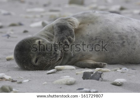 Halichoerus grypus grey seal, at beach, Germany, Atlantik, North Sea