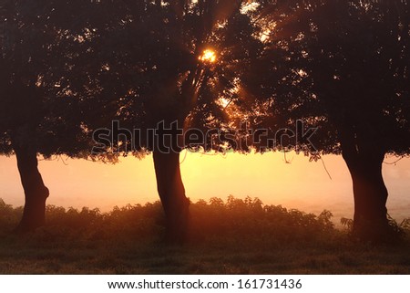morning fog, tree, lower rhine region, north rhine-westphalia, germany, europe