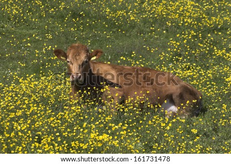 domestic cattles, germany