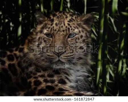 jungle cat, panthera pardus