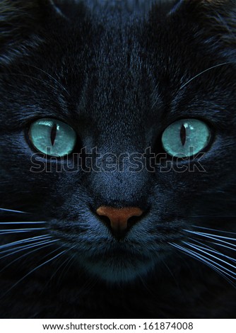 eyes of blue cat